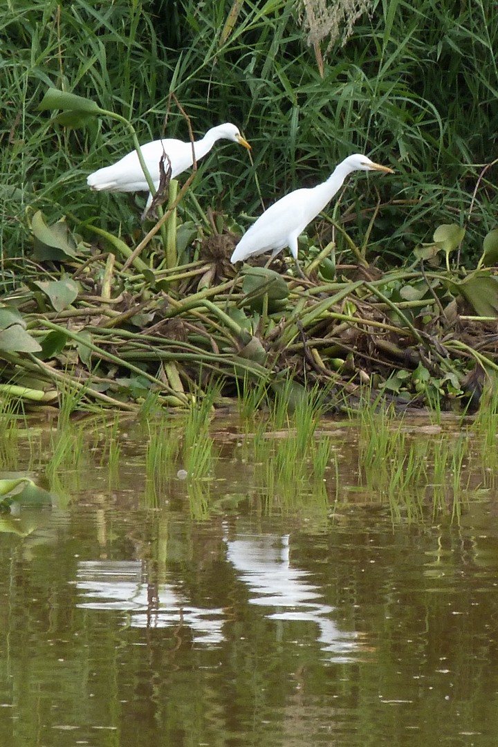 Египетская цапля (ibis) - ML405815061