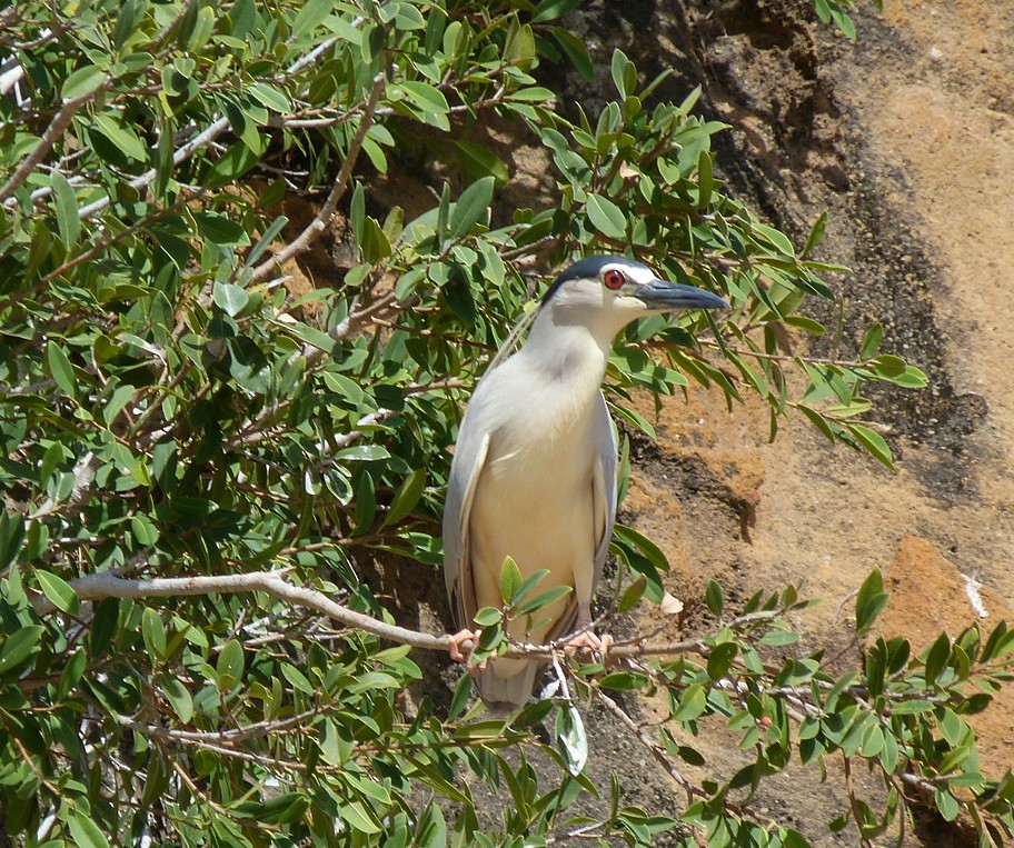 Black-crowned Night Heron - ML405815141