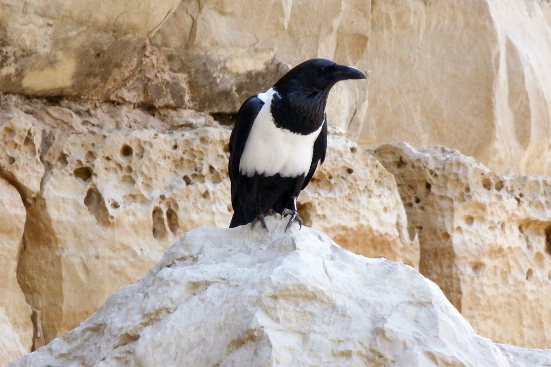 Pied Crow - Louise Courtemanche 🦅