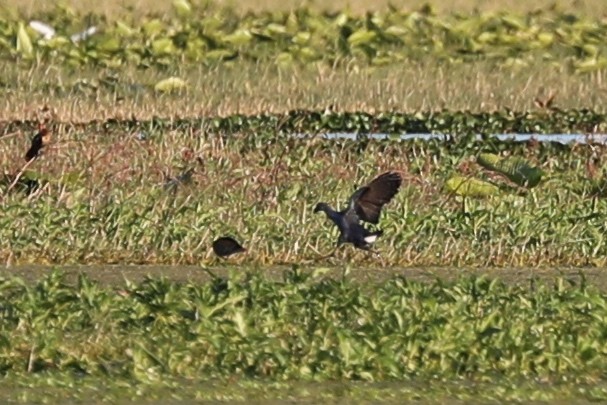 Gray-headed Swamphen - ML405815741