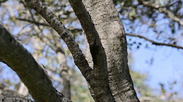 Amerikabaumläufer [occidentalis-Gruppe] - ML405816381