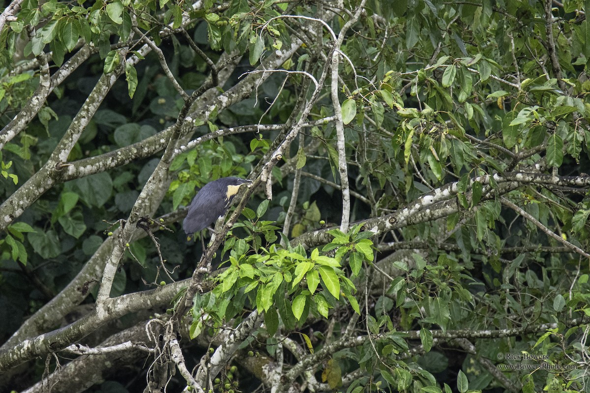 Black Bittern - ML405816571