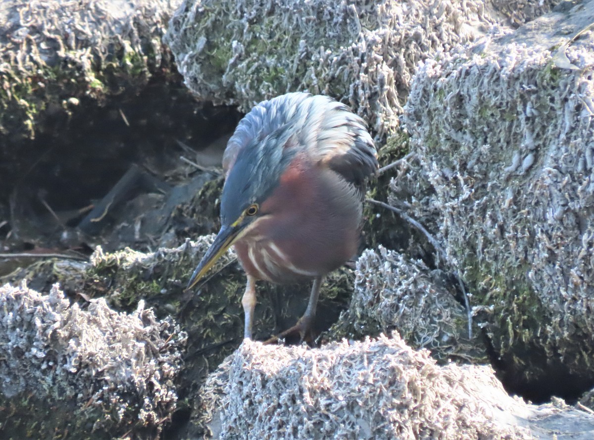 Green Heron - ML405816791