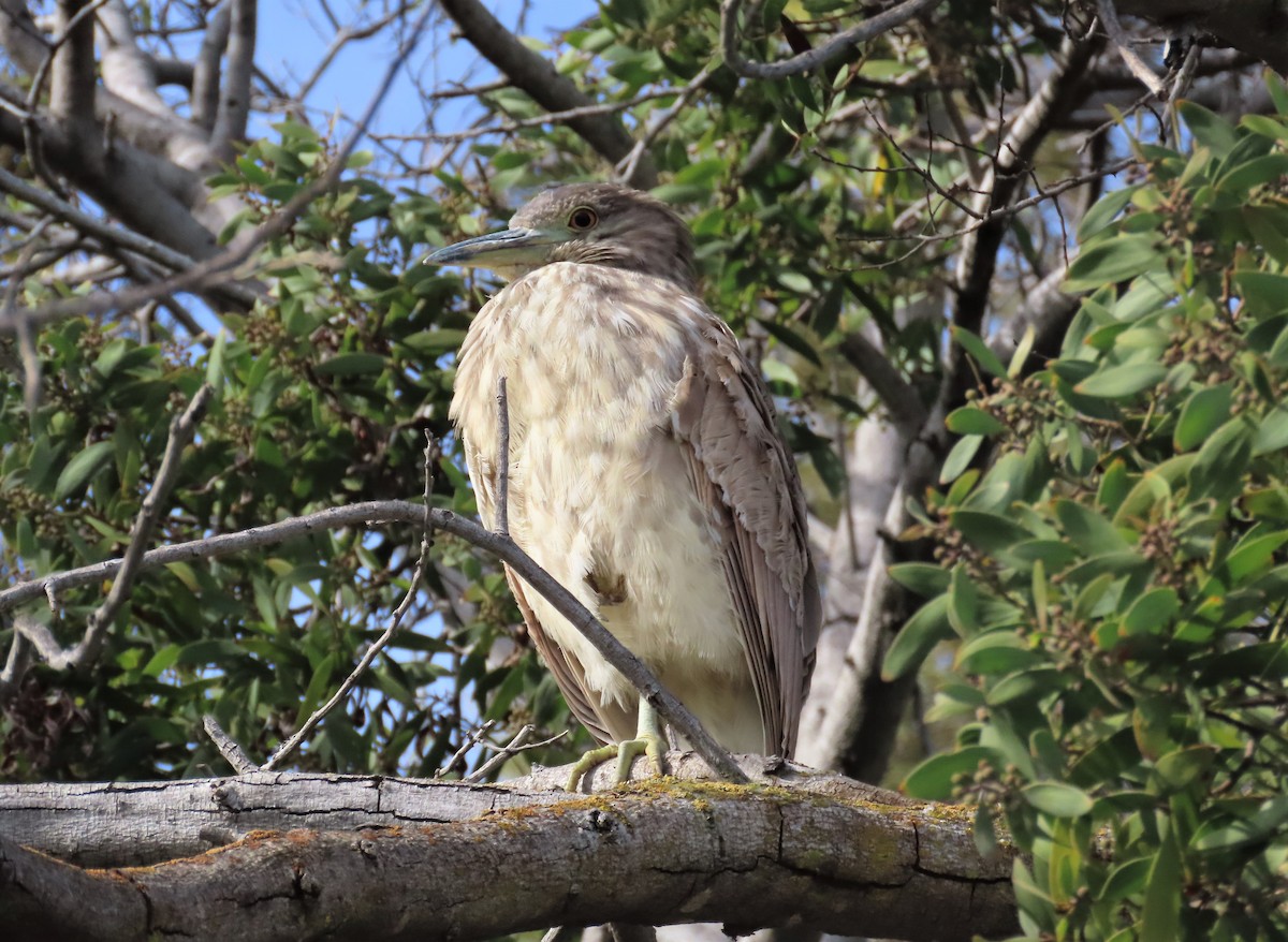 Black-crowned Night Heron - ML405817081