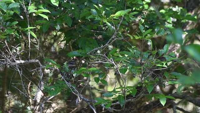 Eastern Yellow Robin - ML405817271