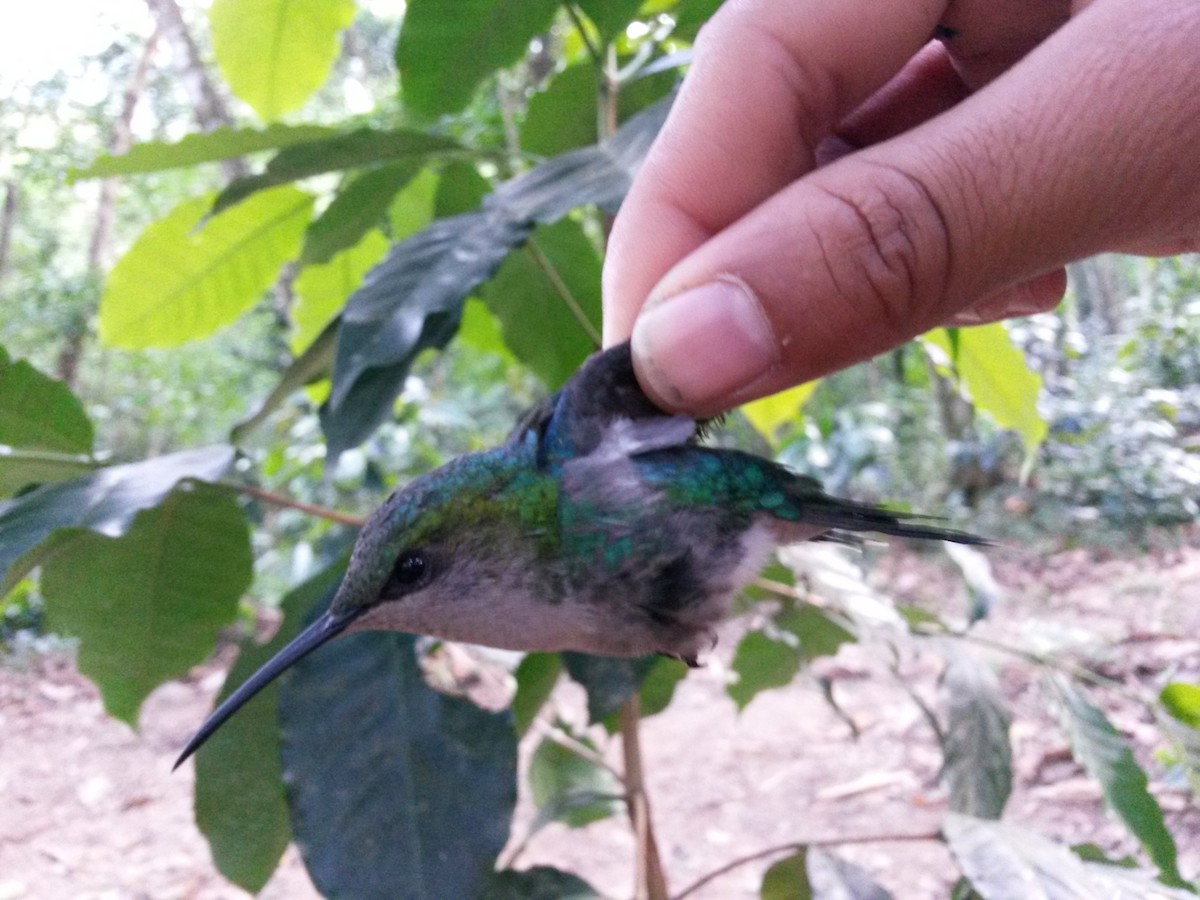 hummingbird sp. - Luis Mieres Bastidas