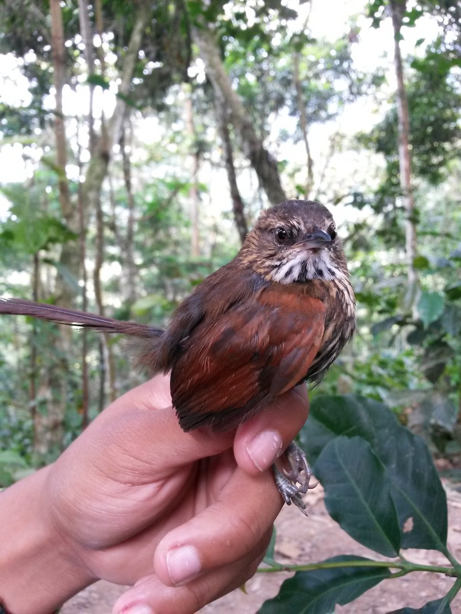 Stripe-breasted Spinetail - ML405817561