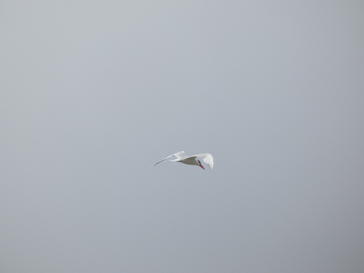 Caspian Tern - ML405818031