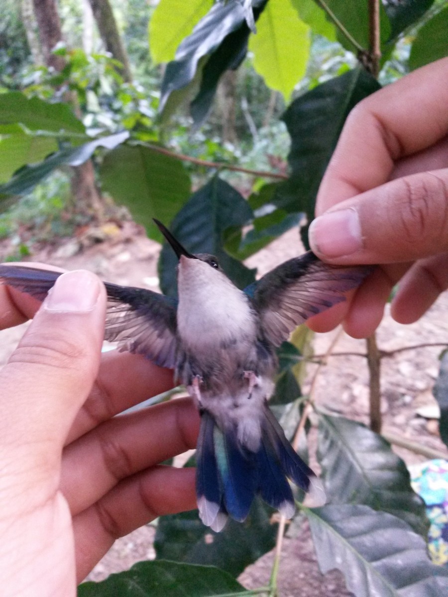 ub. kolibri (Trochilidae sp.) - ML405818081