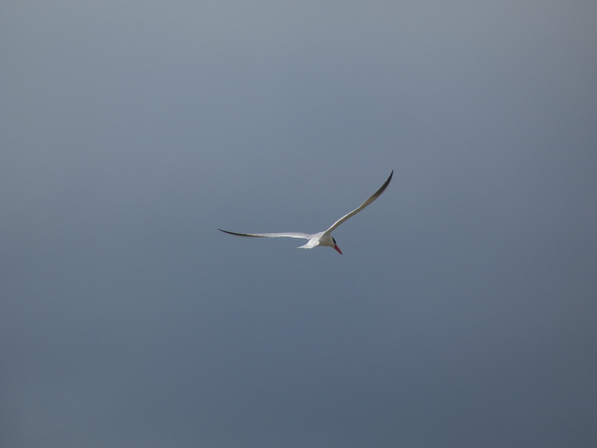 Caspian Tern - ML405818151