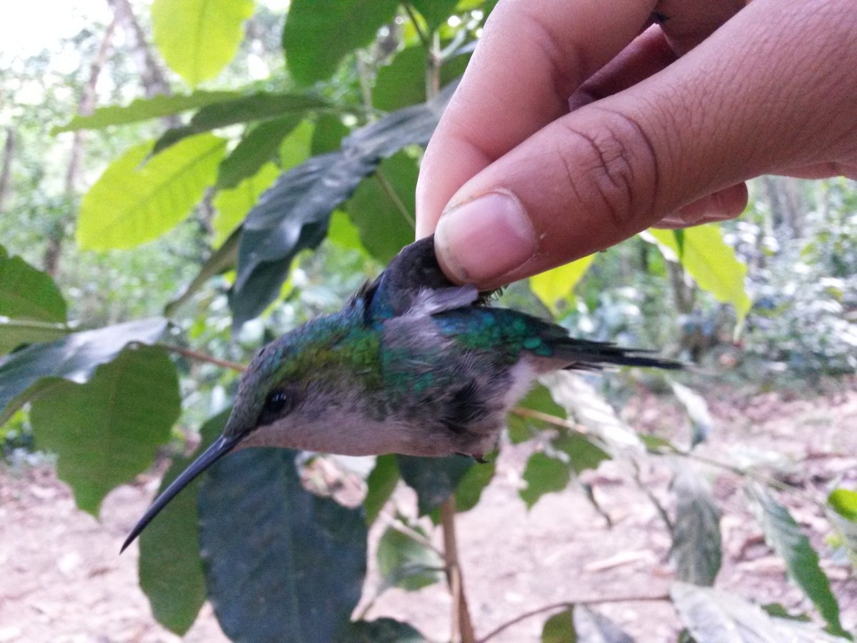 ub. kolibri (Trochilidae sp.) - ML405818331