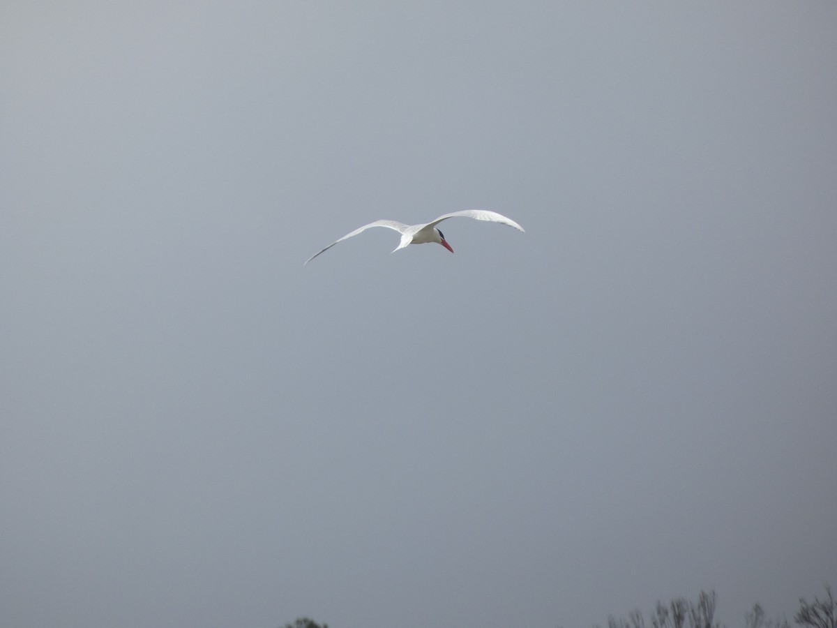 Caspian Tern - ML405818371