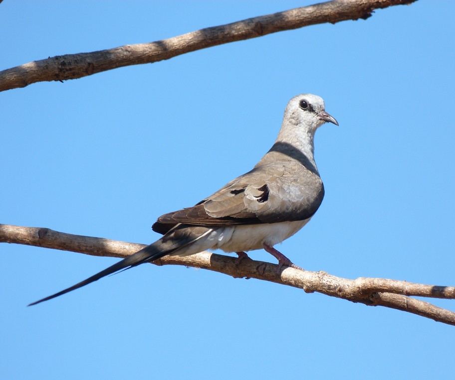 Namaqua Dove - Louise Courtemanche 🦅