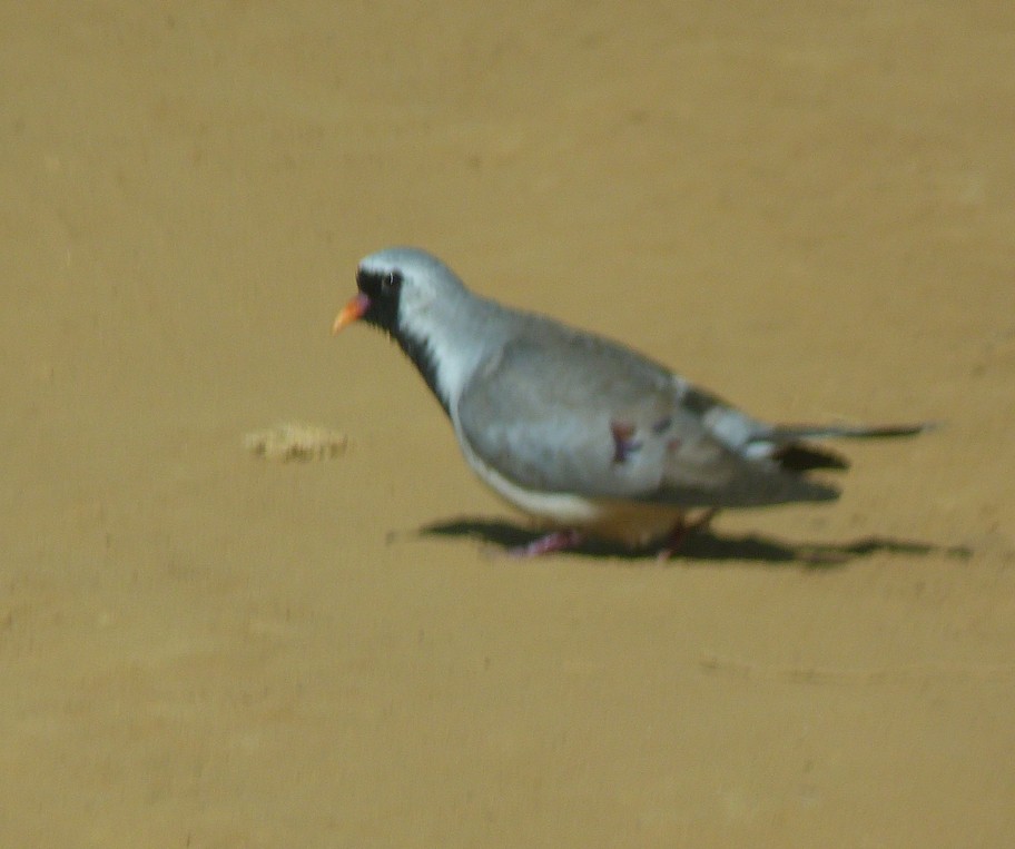 Namaqua Dove - Louise Courtemanche 🦅