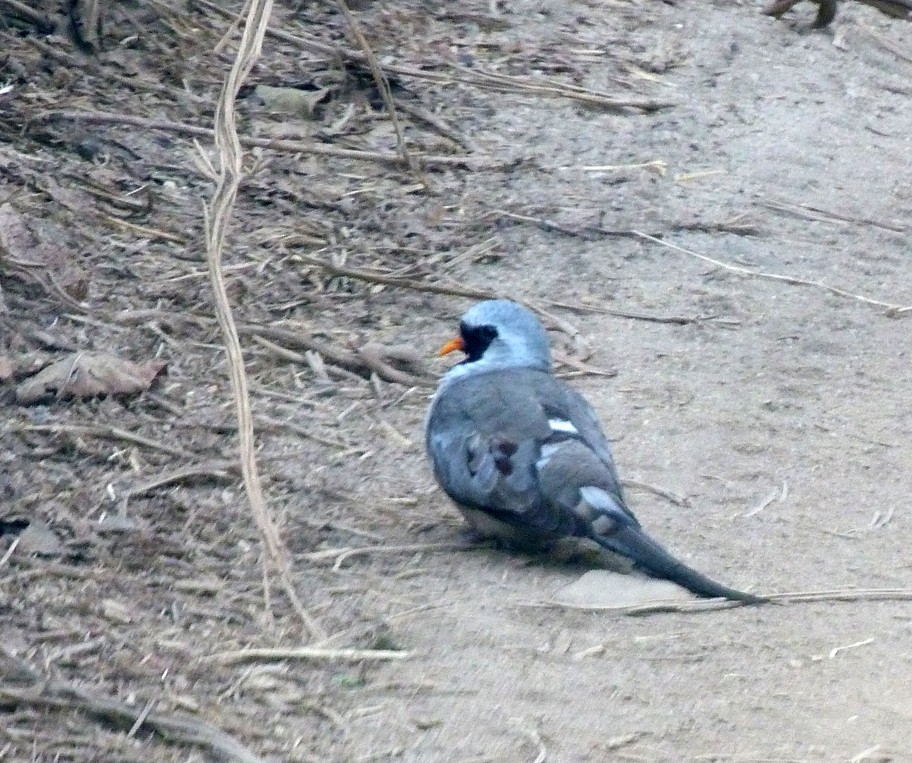 Namaqua Dove - ML405819341