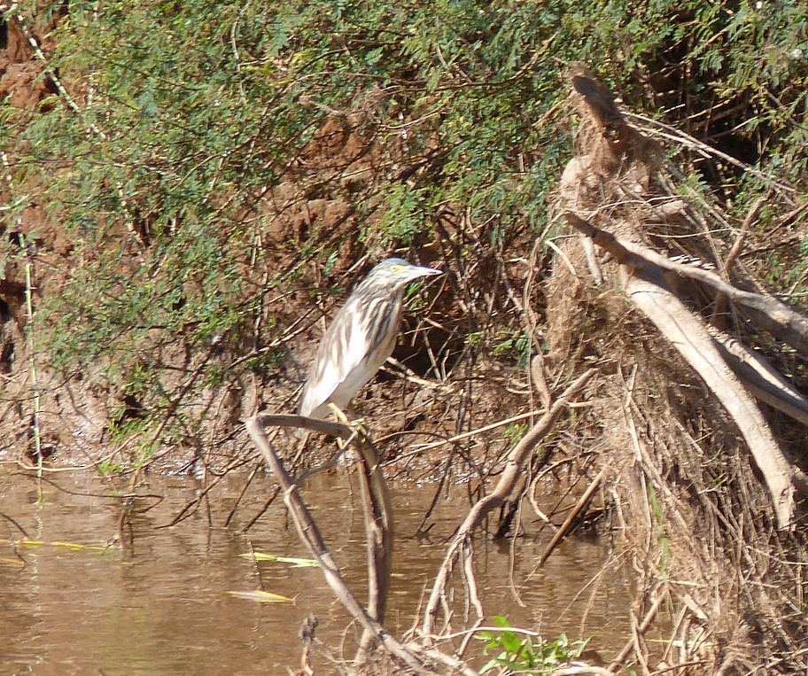 Malagasy Pond-Heron - Louise Courtemanche 🦅