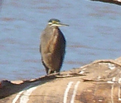 Striated Heron - ML405819581