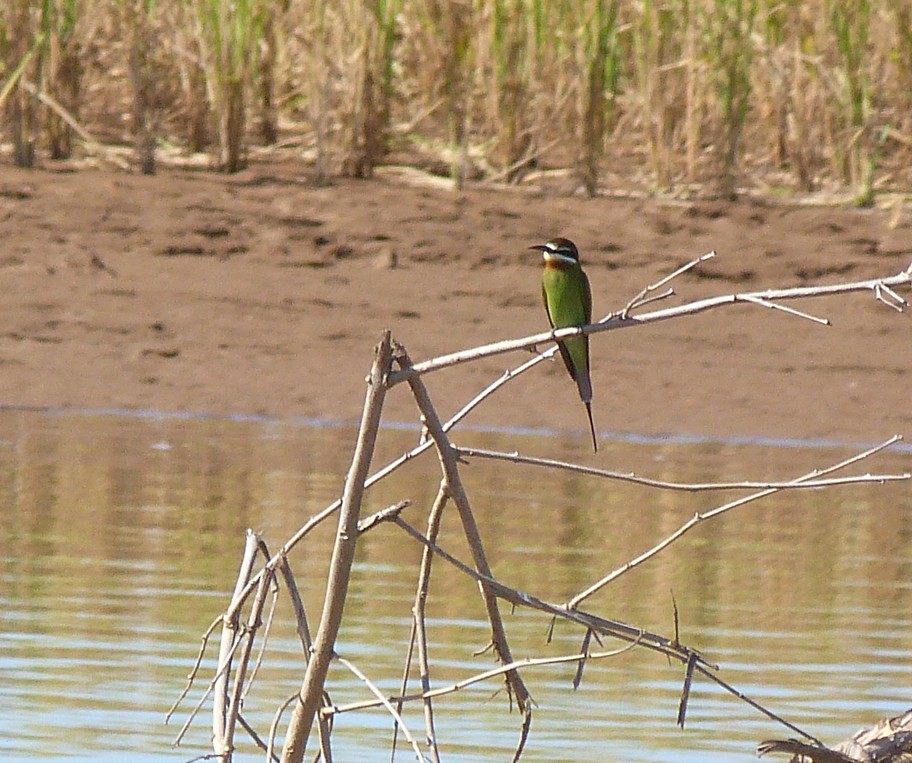 Olive Bee-eater - ML405819631