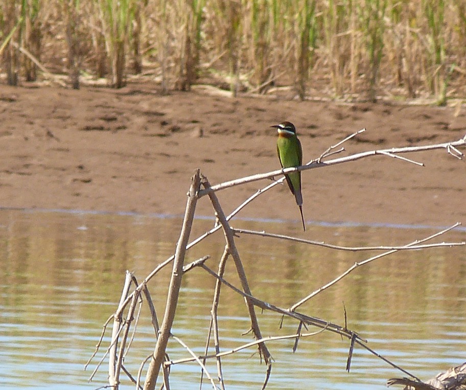 Madagascar Bee-eater - ML405819631