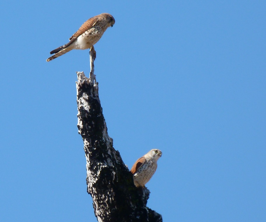 Malagasy Kestrel - ML405819671