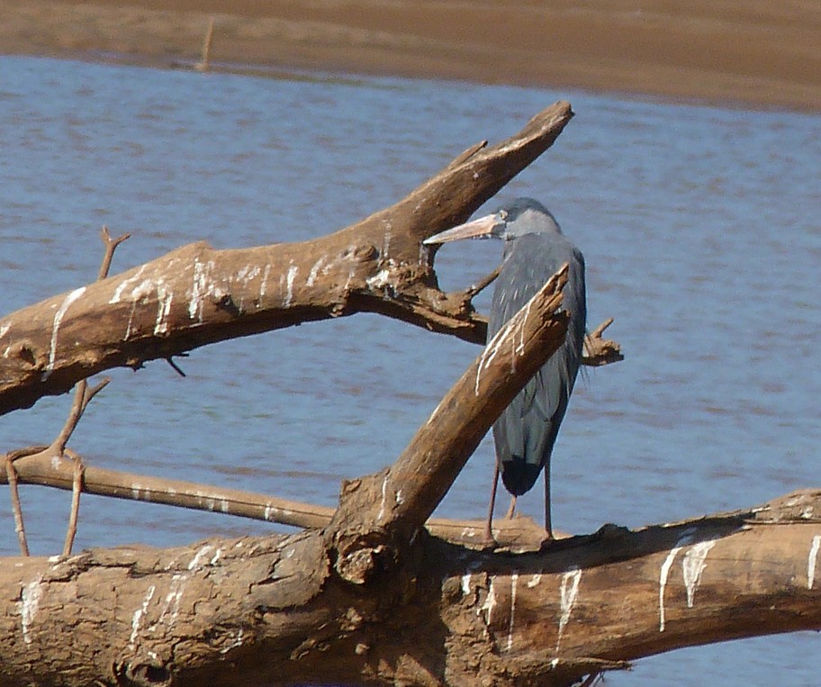 Humblot's Heron - ML405820171