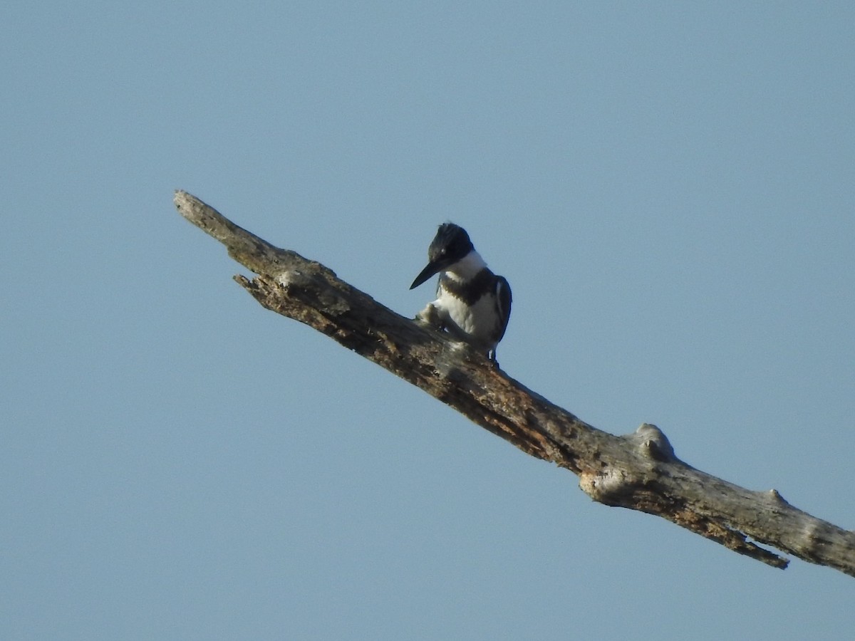 Belted Kingfisher - Bill Hooker