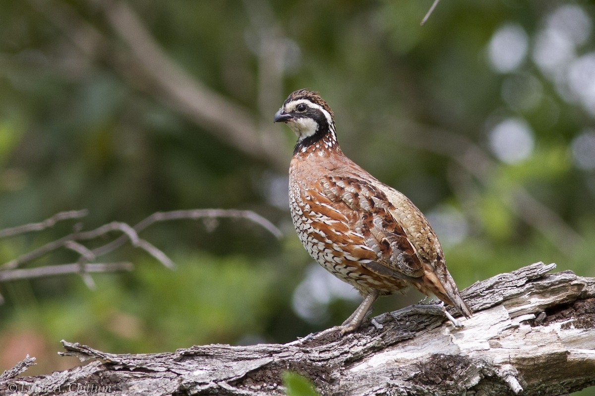 Northern Bobwhite - Linda Chittum
