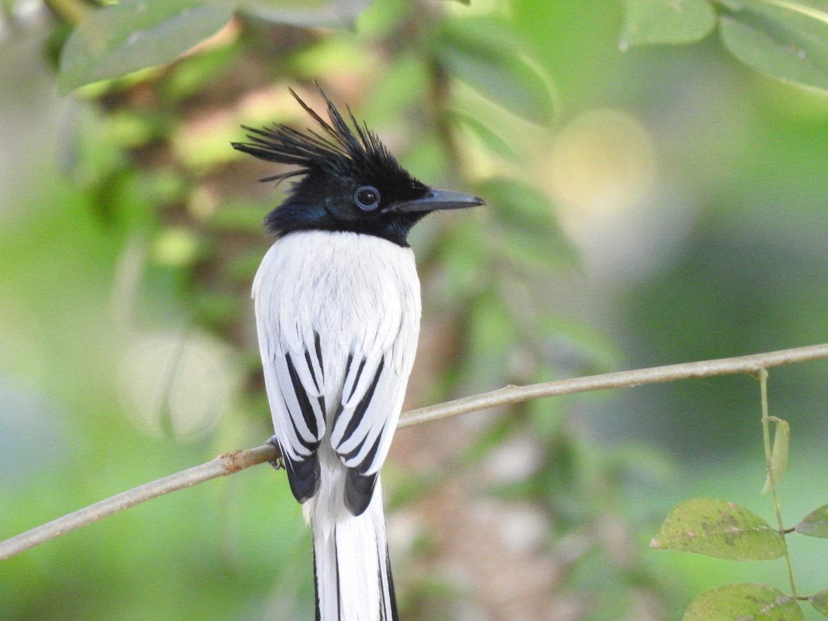 Indian Paradise-Flycatcher - ML405821671