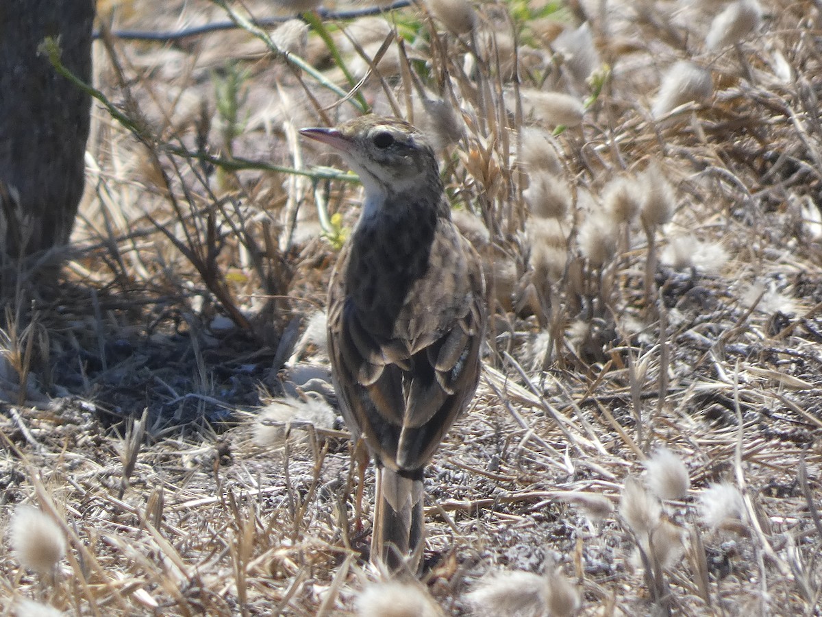 Bisbita Neozelandés (grupo australis) - ML405822061