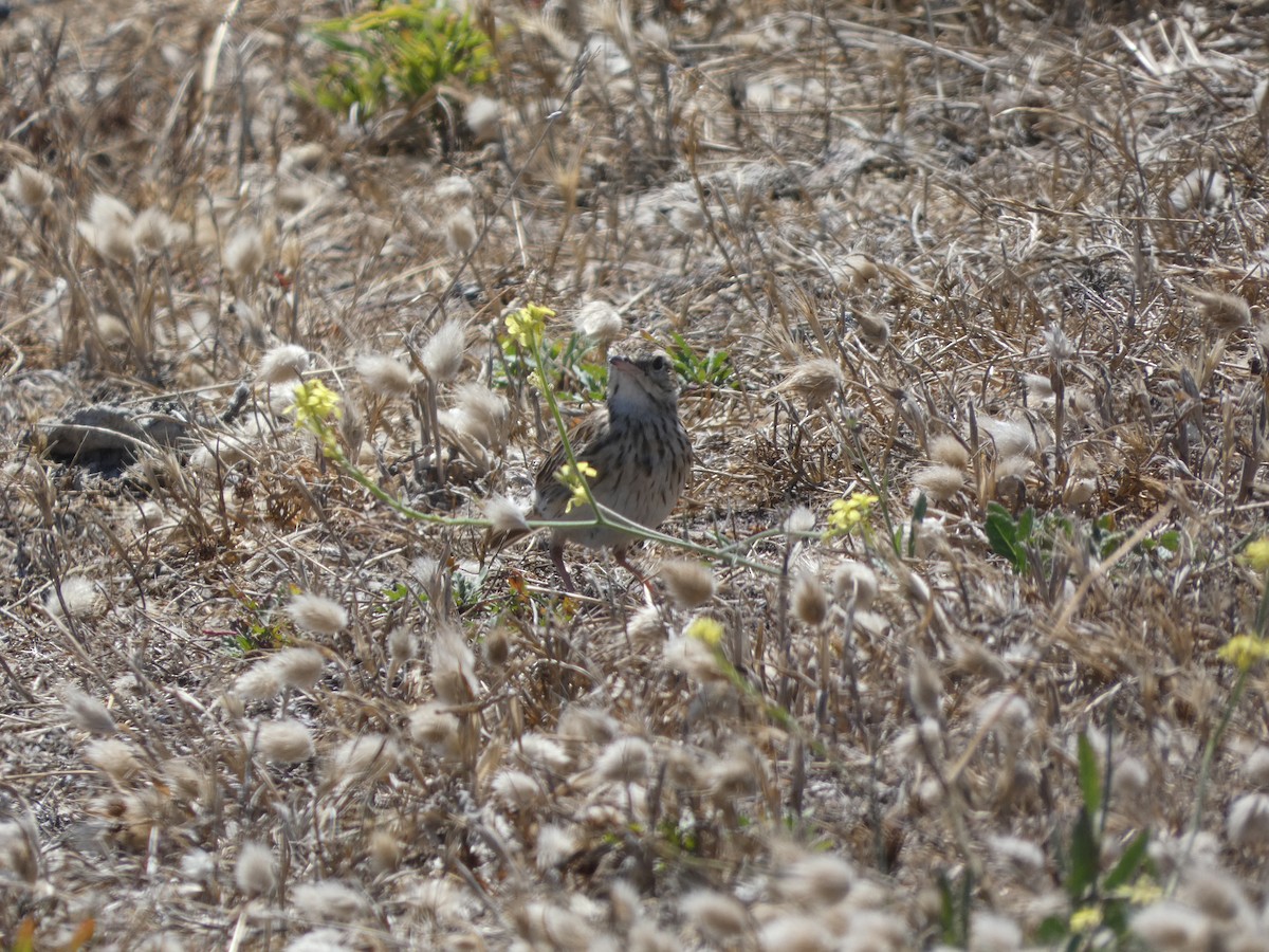 Bisbita Neozelandés (grupo australis) - ML405822121