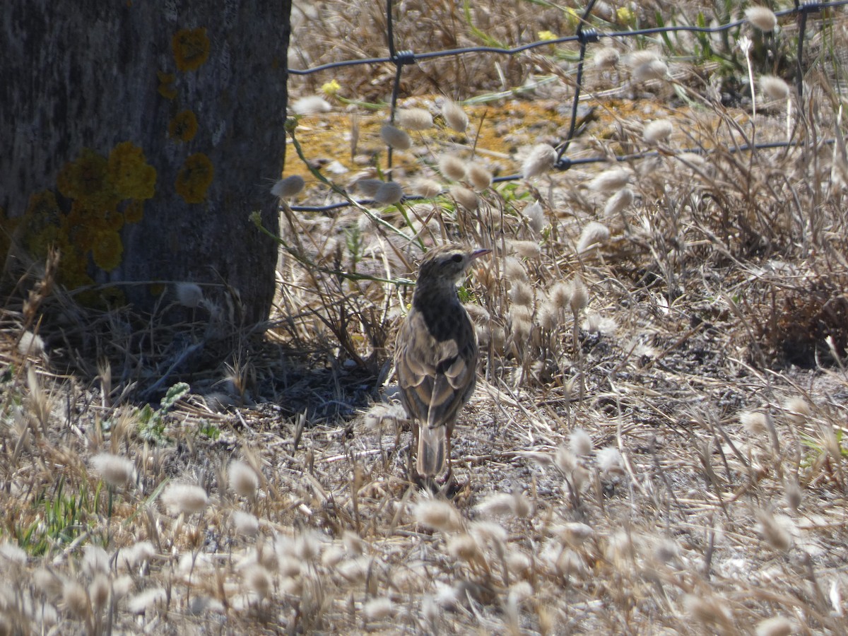 Bisbita Neozelandés (grupo australis) - ML405822231