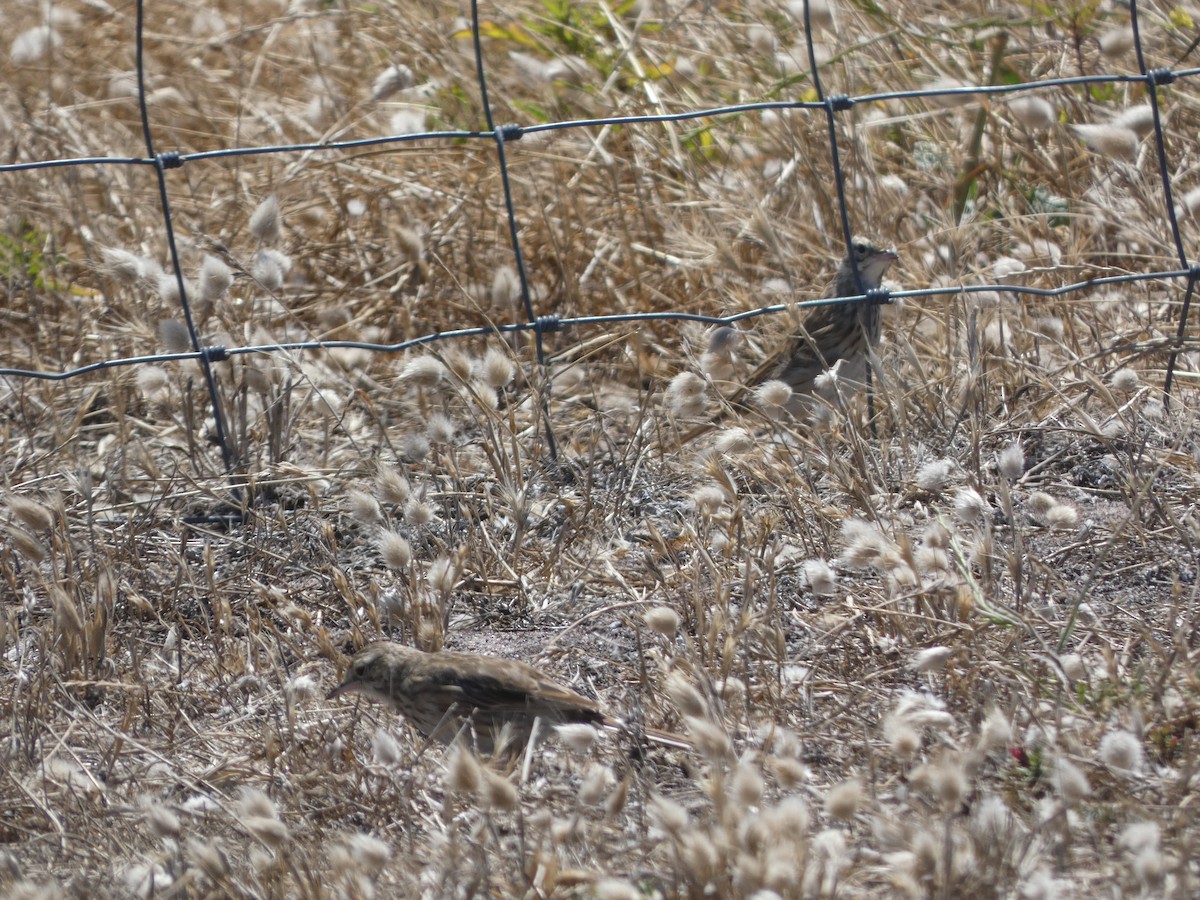 Bisbita Neozelandés (grupo australis) - ML405822371
