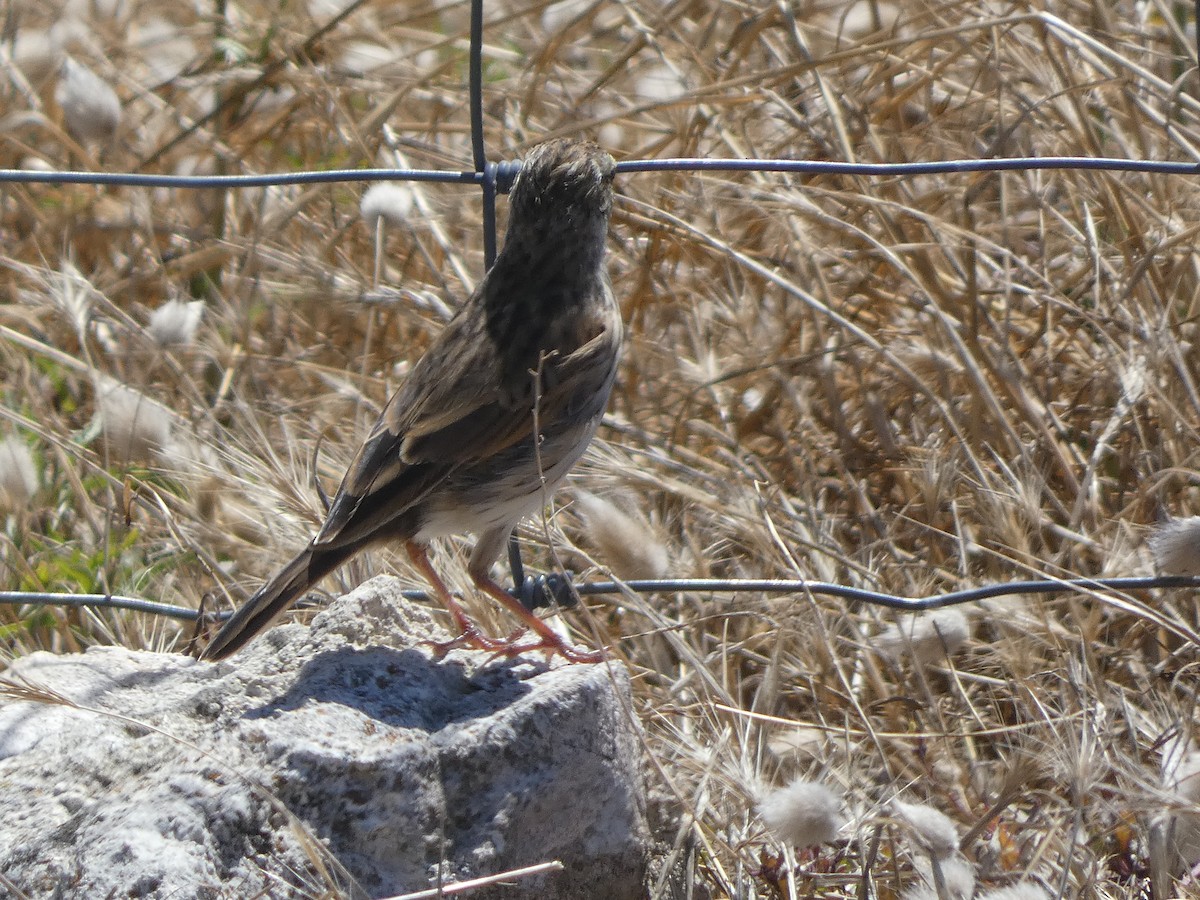 Bisbita Neozelandés (grupo australis) - ML405822651