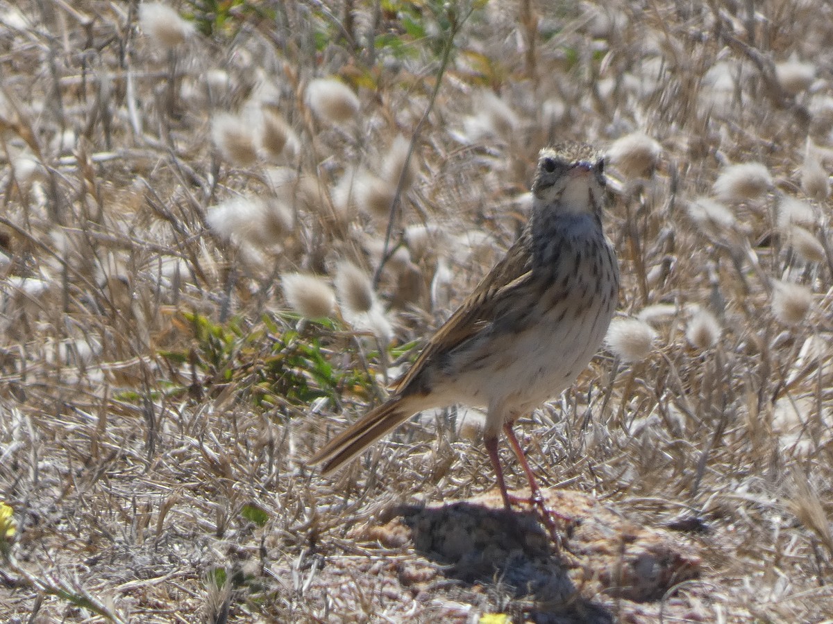 Bisbita Neozelandés (grupo australis) - ML405822761