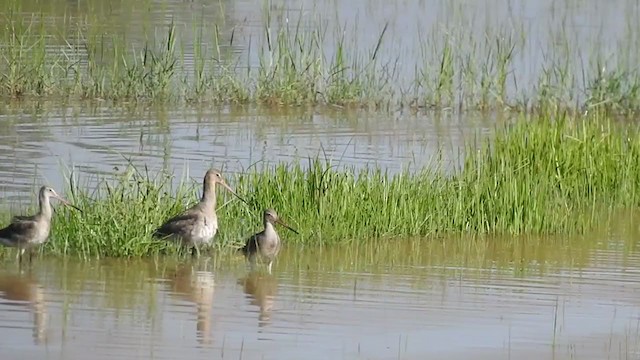 黑尾鷸 - ML405823331