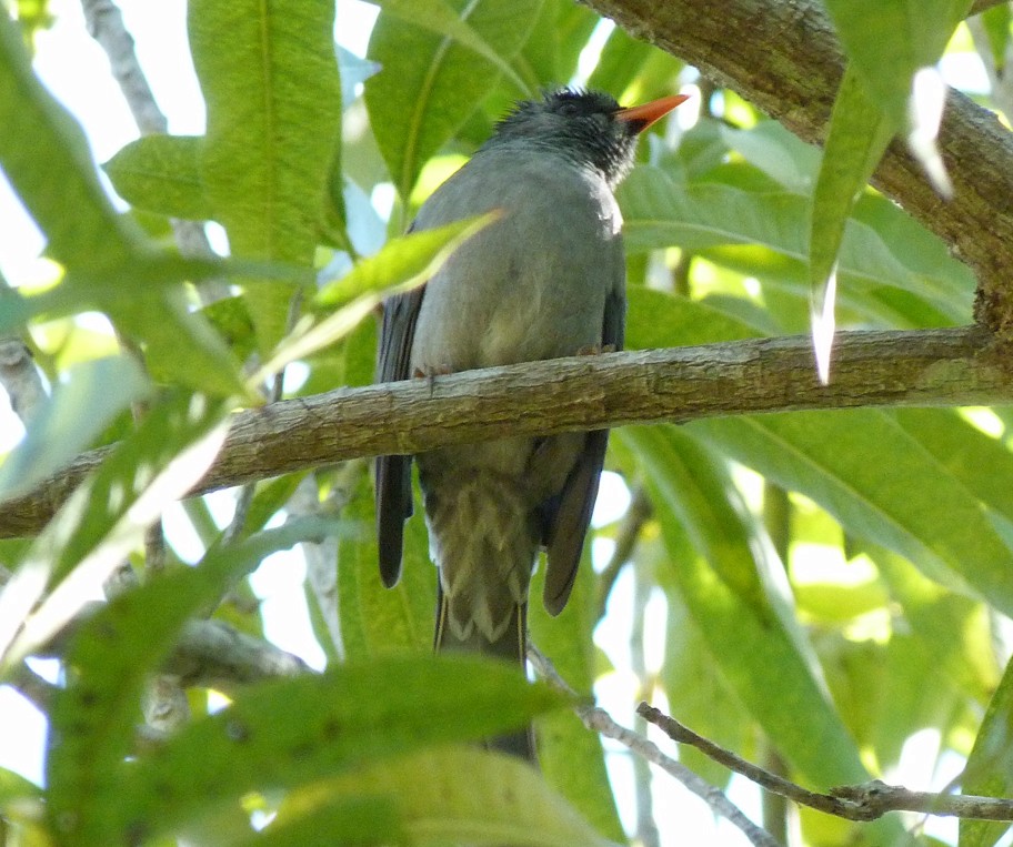 Madagaskar Kurşuni Arapbülbülü - ML405823571