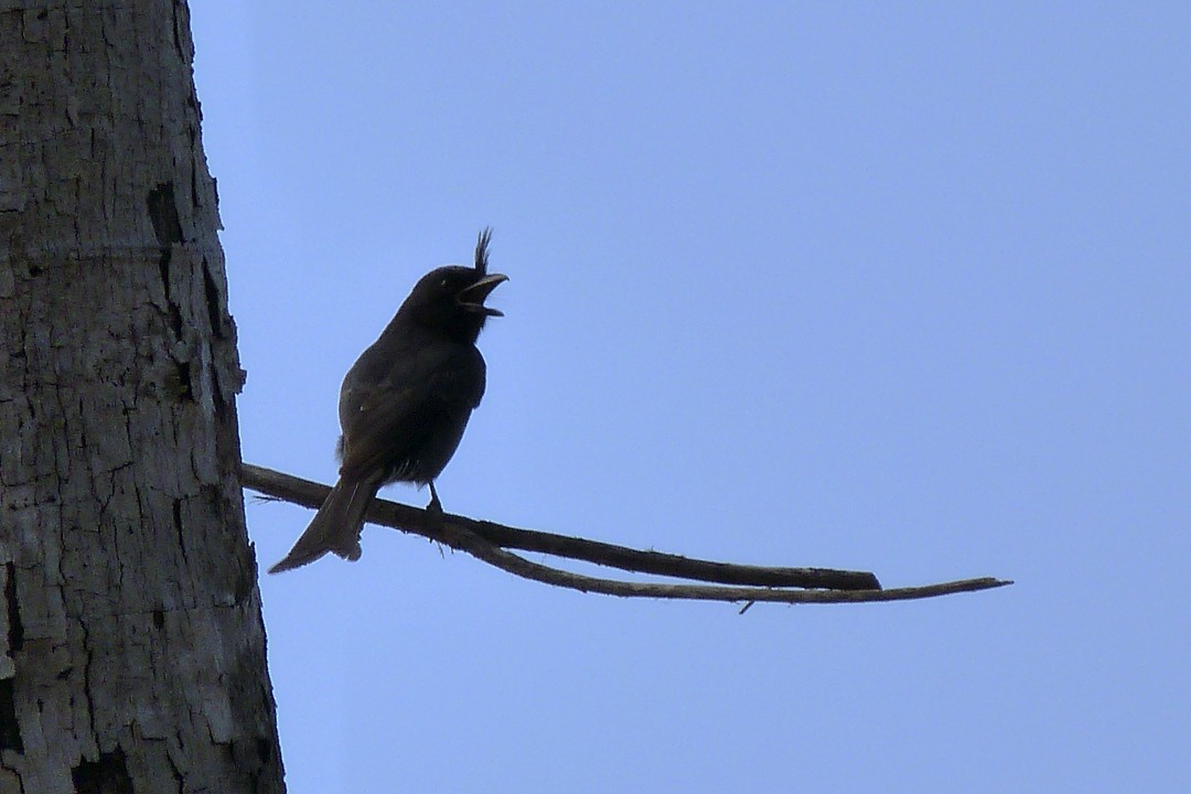 Drongo malgache - ML405823691