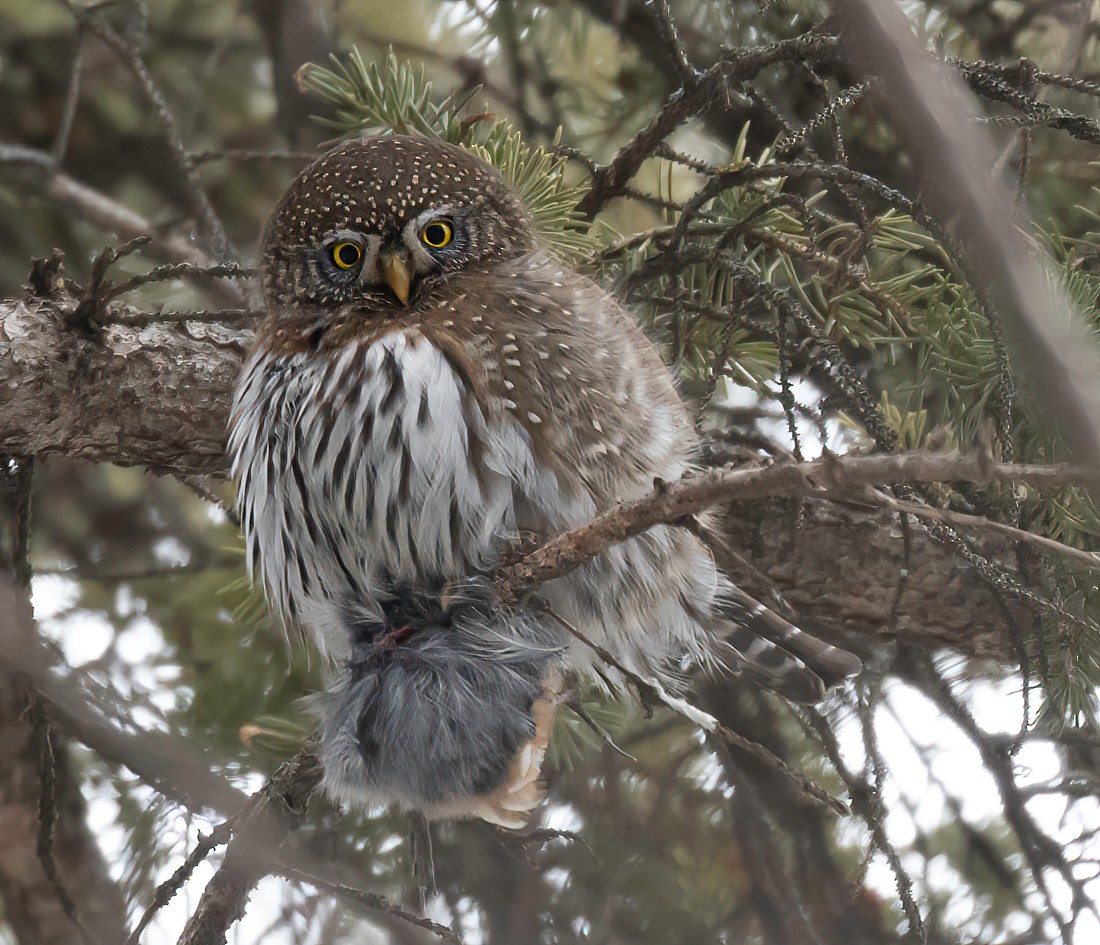 Northern Pygmy-Owl - ML405827221