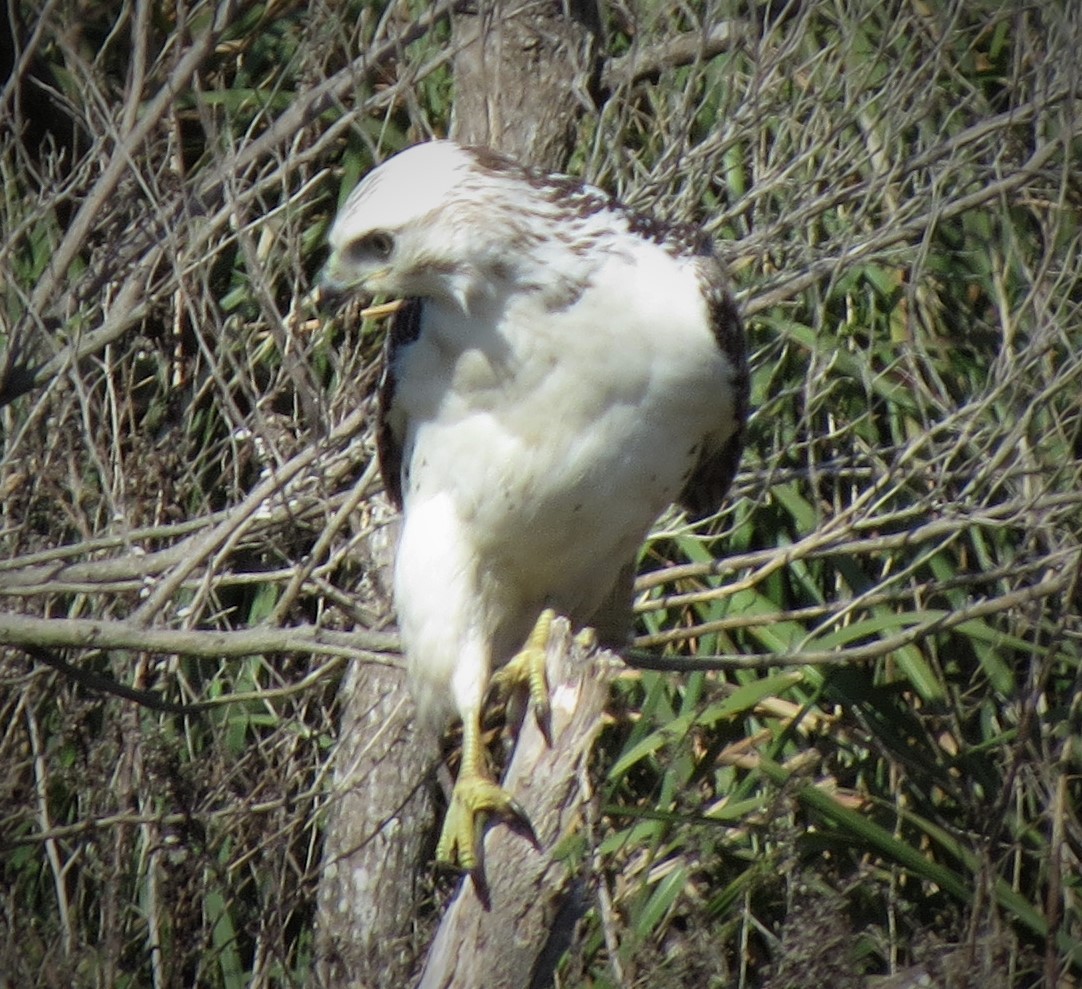 Red-tailed Hawk (Krider's) - ML405828971