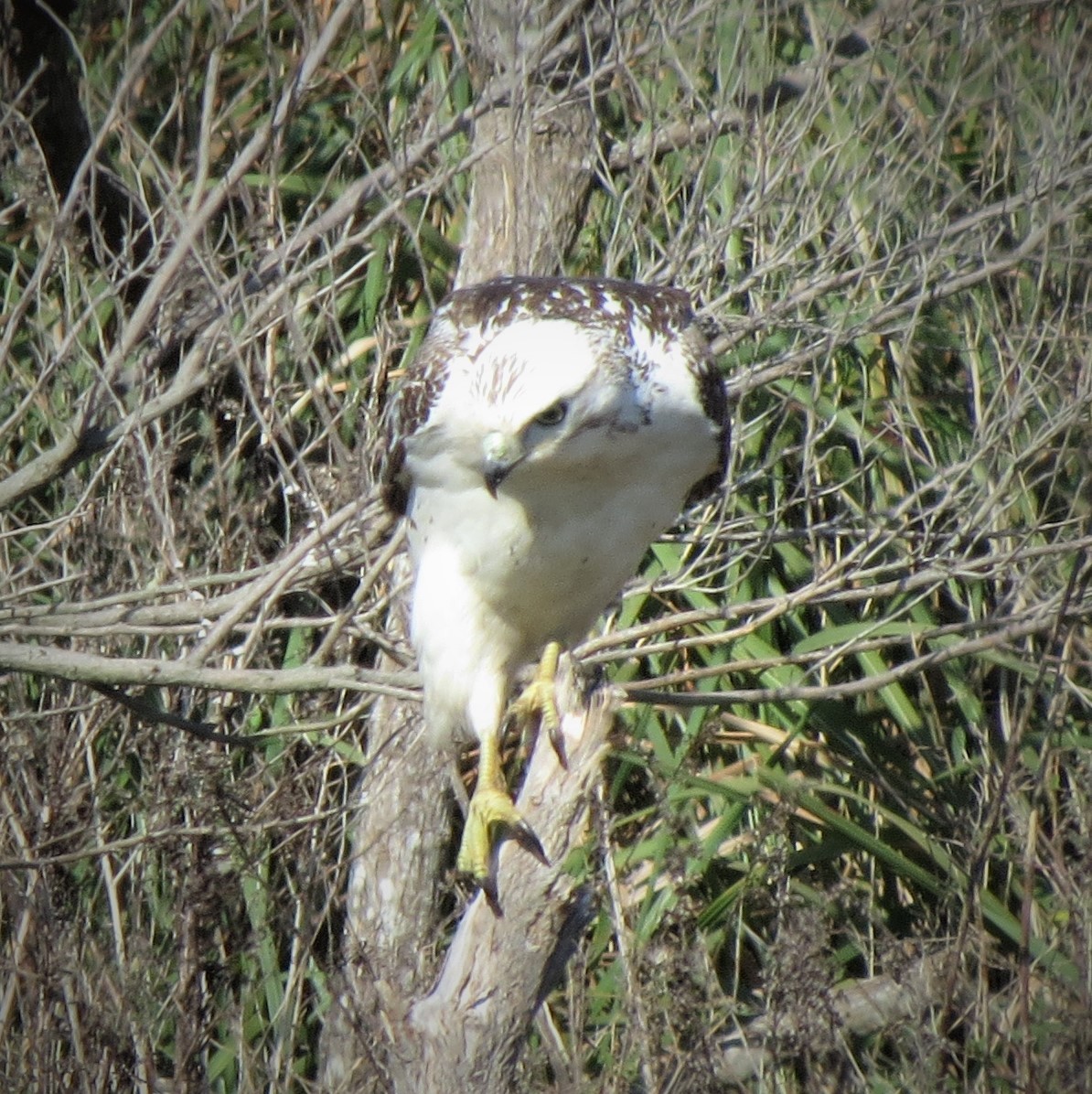 Red-tailed Hawk (Krider's) - ML405829041