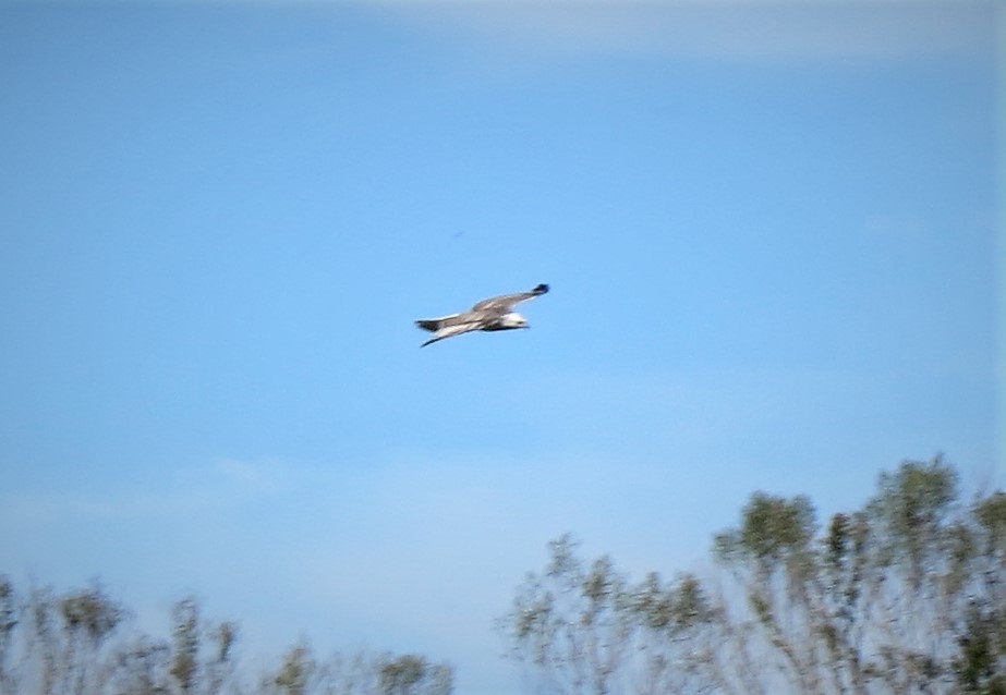 Red-tailed Hawk (Krider's) - ML405829461