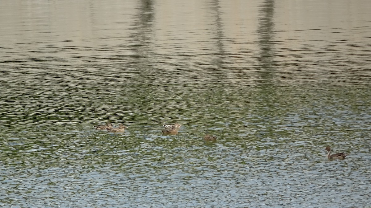 Northern Shoveler - ML405830141