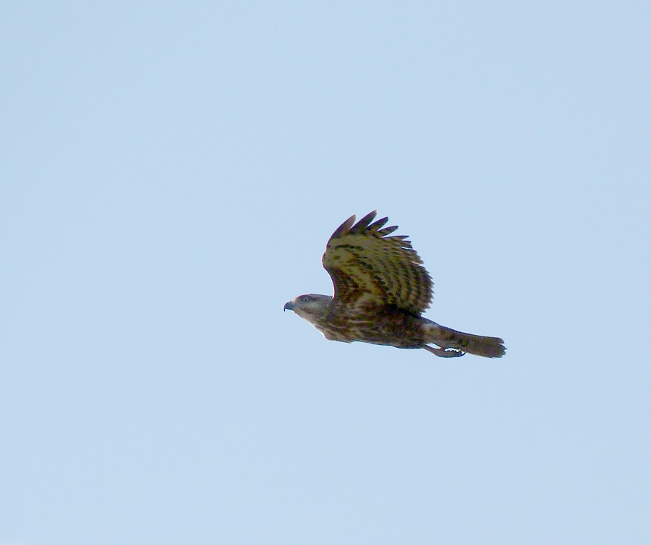 Madagascar Cuckoo-Hawk - ML405830431