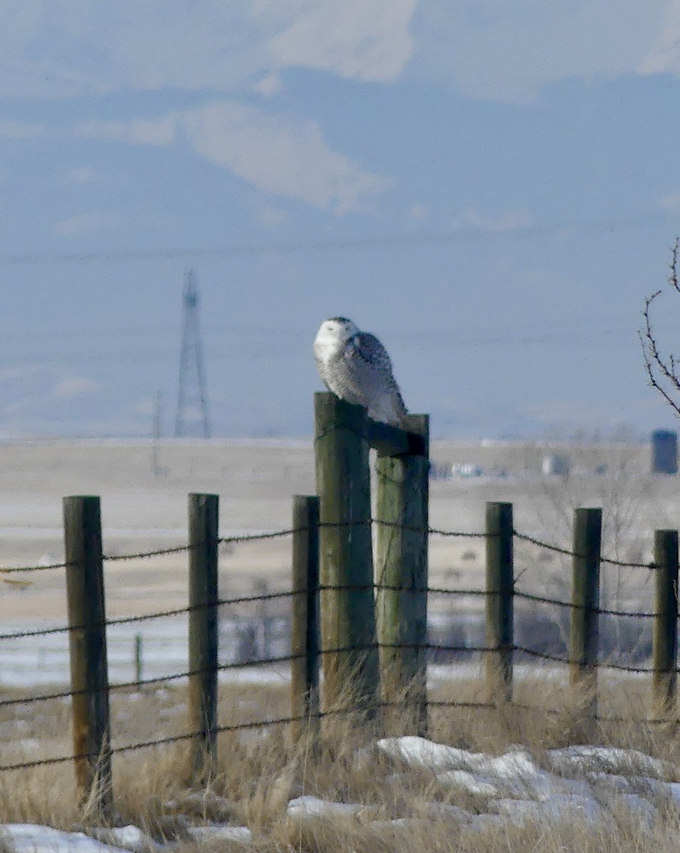 Snowy Owl - ML405832121