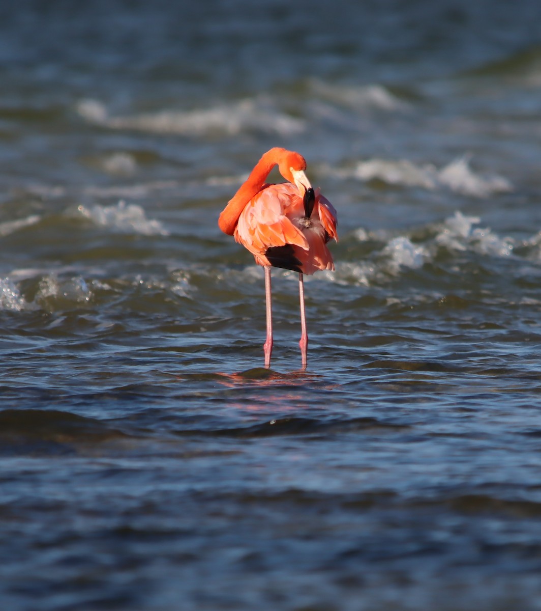 American Flamingo - ML405833971