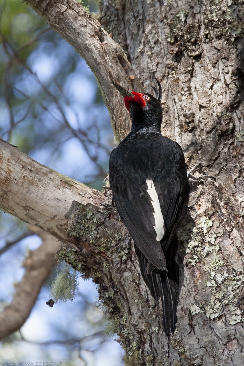 Magellanic Woodpecker - Valentín González Feltrup