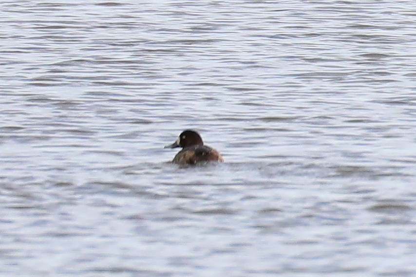 Greater Scaup - ML405834461