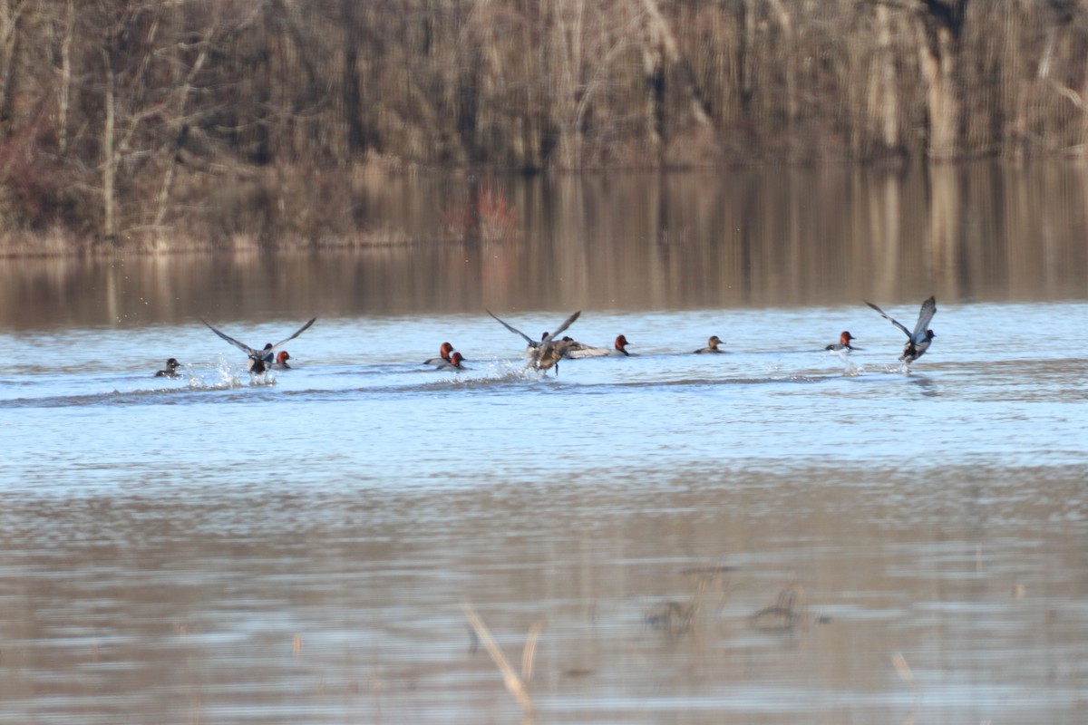 polák dlouhozobý - ML405834721