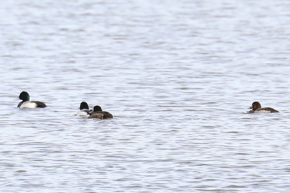 Greater Scaup - ML405834761