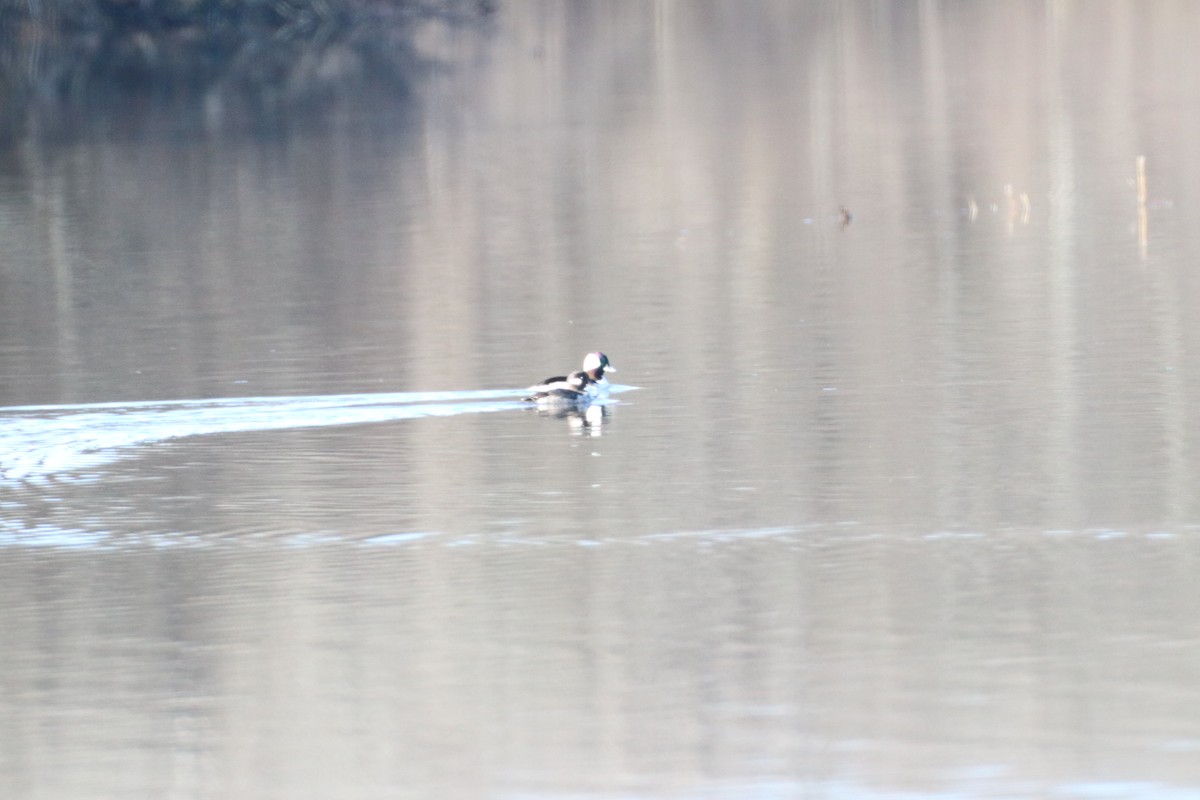 hohol bělavý - ML405834861